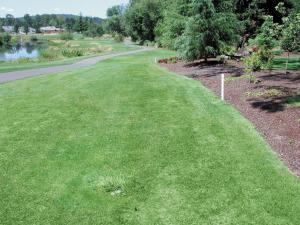 Dry spots are barely apparent without the Turf Stress Detection Glasses, this is a photo of a jammed sprinkler head that is not rotating properly.