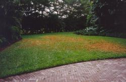 This is a home yard that had poor irrigation design because of the change in landscaping was never followed up by proper irrigation rebuilding.