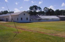 August, 2002.  University of Georgia agricultural experiment station in Tifton, Georgia.  This is the home of all the "Tift" type Bermuda grasses in the world.