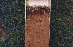 Close up of the soil profile of the sand based soccer fields at SDSU. This field is built on top of a three story parking garage and is sand construction with Kikuyugrass Grass.